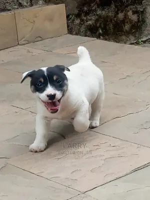 1-3 Month Female Purebred Jack Russell Terrier
