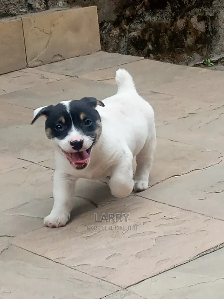 1-3 Month Female Purebred Jack Russell Terrier