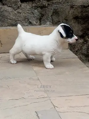 1-3 Month Female Purebred Jack Russell Terrier