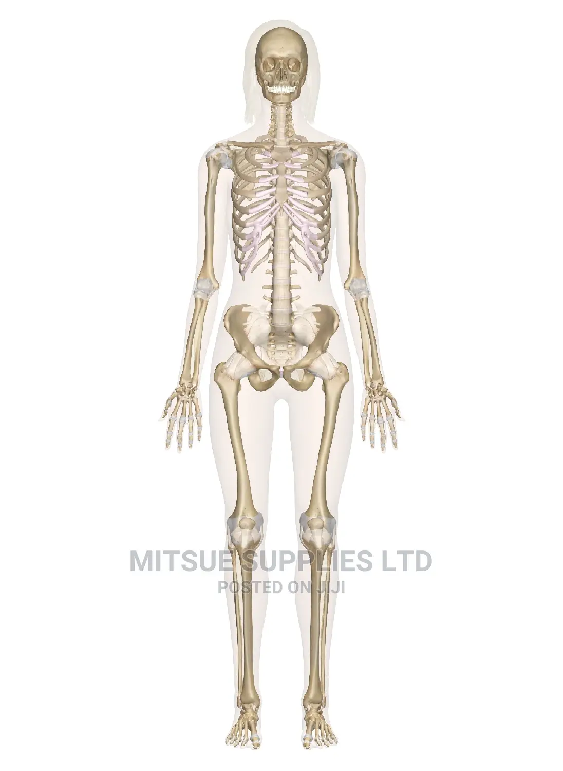 Human Skeleton 70 Cm