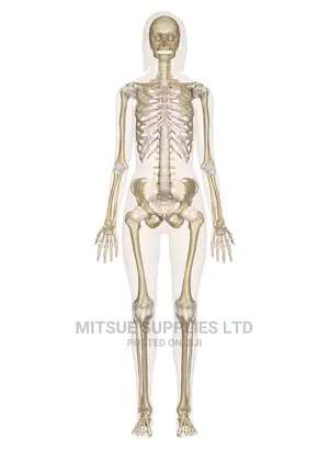 Human Skeleton 70 Cm