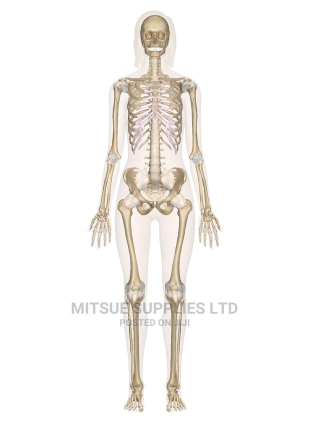 Human Skeleton 70 Cm - thumbnail 3