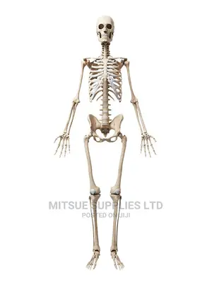 Human Skeleton With Stand Full Size 170cm