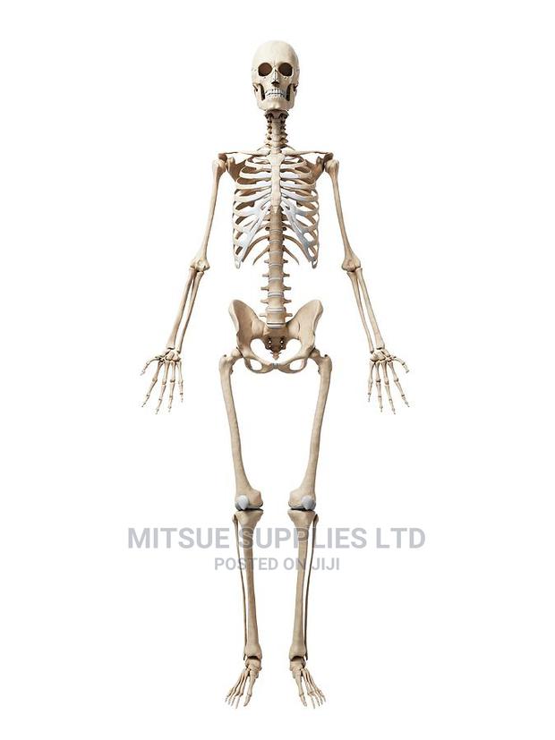 Human Skeleton With Stand Full Size 170cm - thumbnail 3