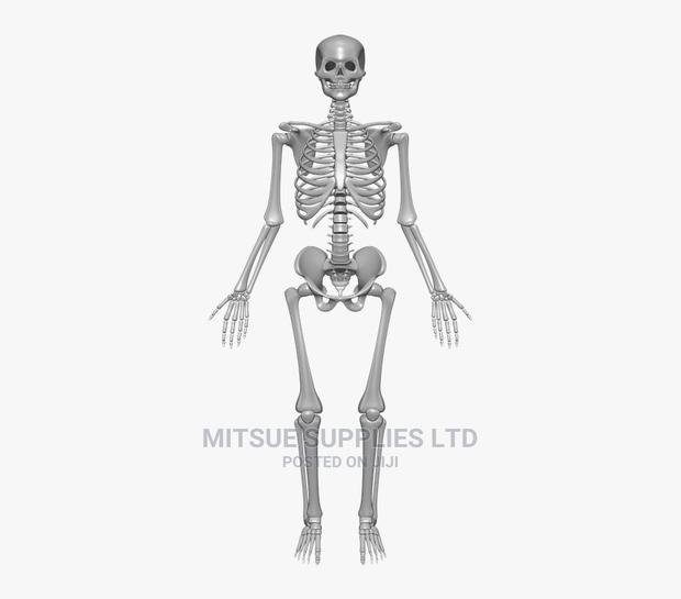 Human Skeleton With Stand Full India Type 1 - thumbnail 2