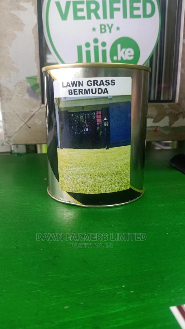 Bermuda Lawn Grass 250gms