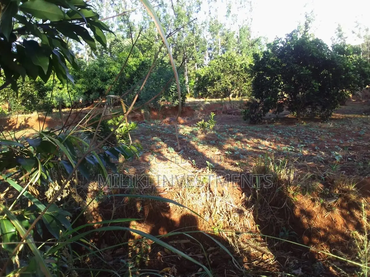 50 By 100 Plots On Sale At Makuyu-kakuzi.