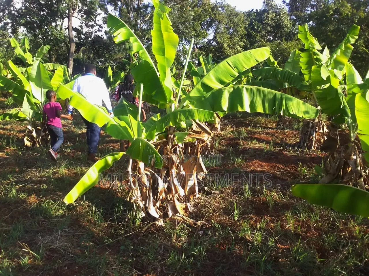 50 By 100 Plots On Sale At Makuyu-kakuzi.