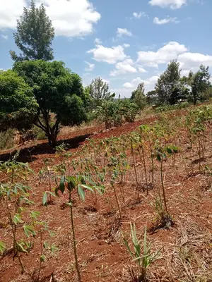 An Acre of Land on Sale at Makuyu.