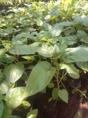 Tree Tomatoes - thumbnail 2