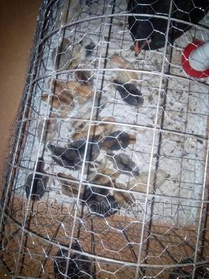 Pure Kienyeji Chicks - thumbnail 2