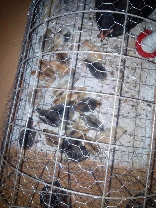 Pure Kienyeji Chicks - main view