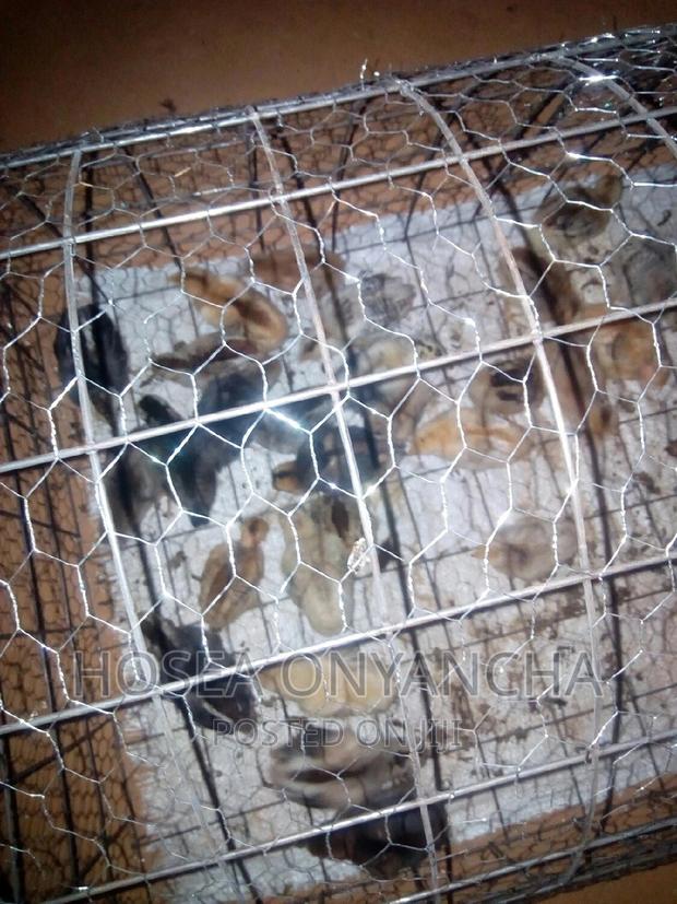 Pure Kienyeji Chicks - thumbnail 5