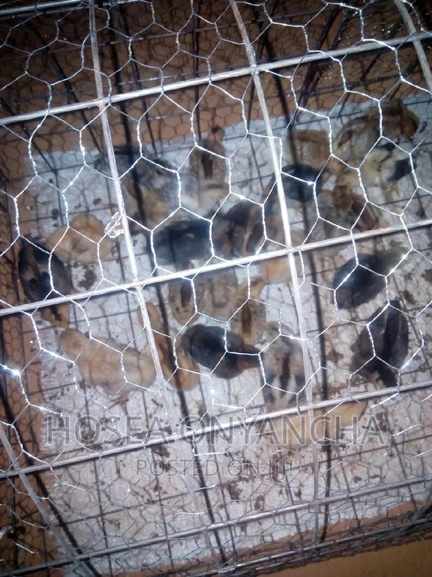 Pure Kienyeji Chicks - thumbnail 3