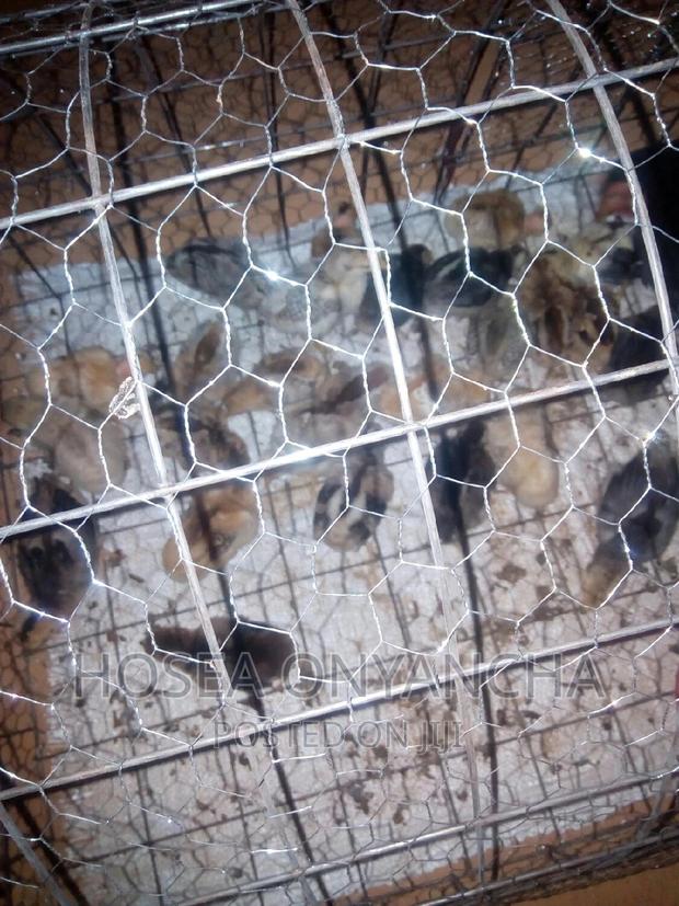 Pure Kienyeji Chicks - thumbnail 4