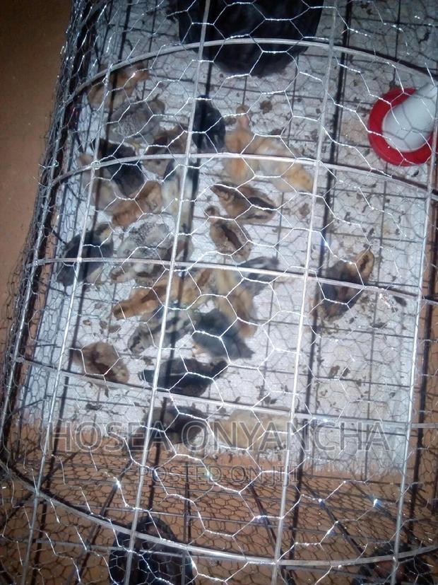 Pure Kienyeji Chicks - thumbnail 6