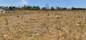 Prime 1⁄4 Plot for Sale in Kipkorgot Eldoret