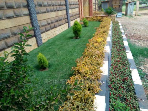 Arabic Grass - main view