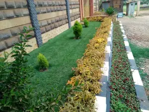 Arabic Grass/Pemba/Zimbabwe/Kikuyu/Bermuda/Paspalum Grass.