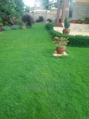 Arabic Grass