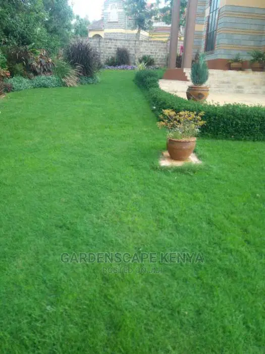 Arabic Grass