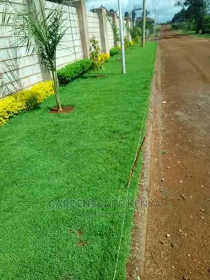 Arabic Grass