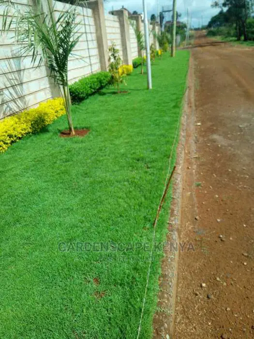 Arabic Grass