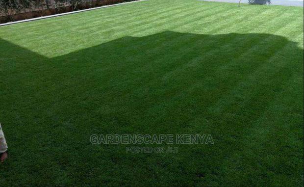 Arabic Grass - thumbnail 4