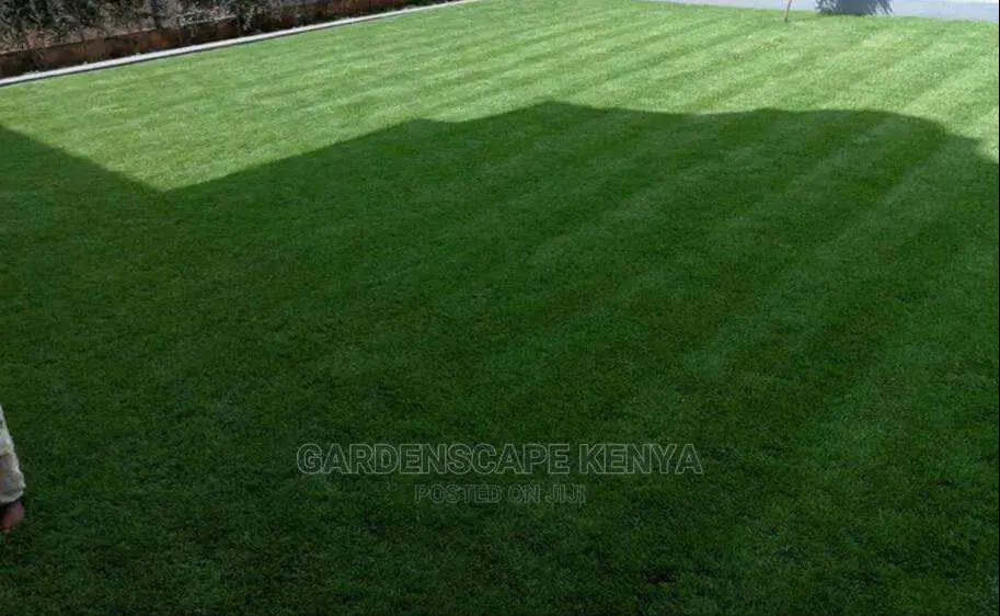 Arabic Grass