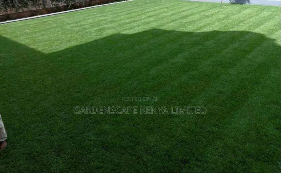 Arabic Grass/Pemba/Zimbabwe/Kikuyu/Bermuda/Paspalum Grass.