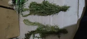 Watermilfoils, Aquarium Live Plants