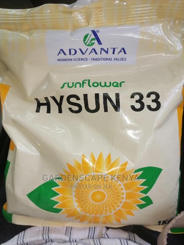 Hysun 33 Sunflower Seeds - main view