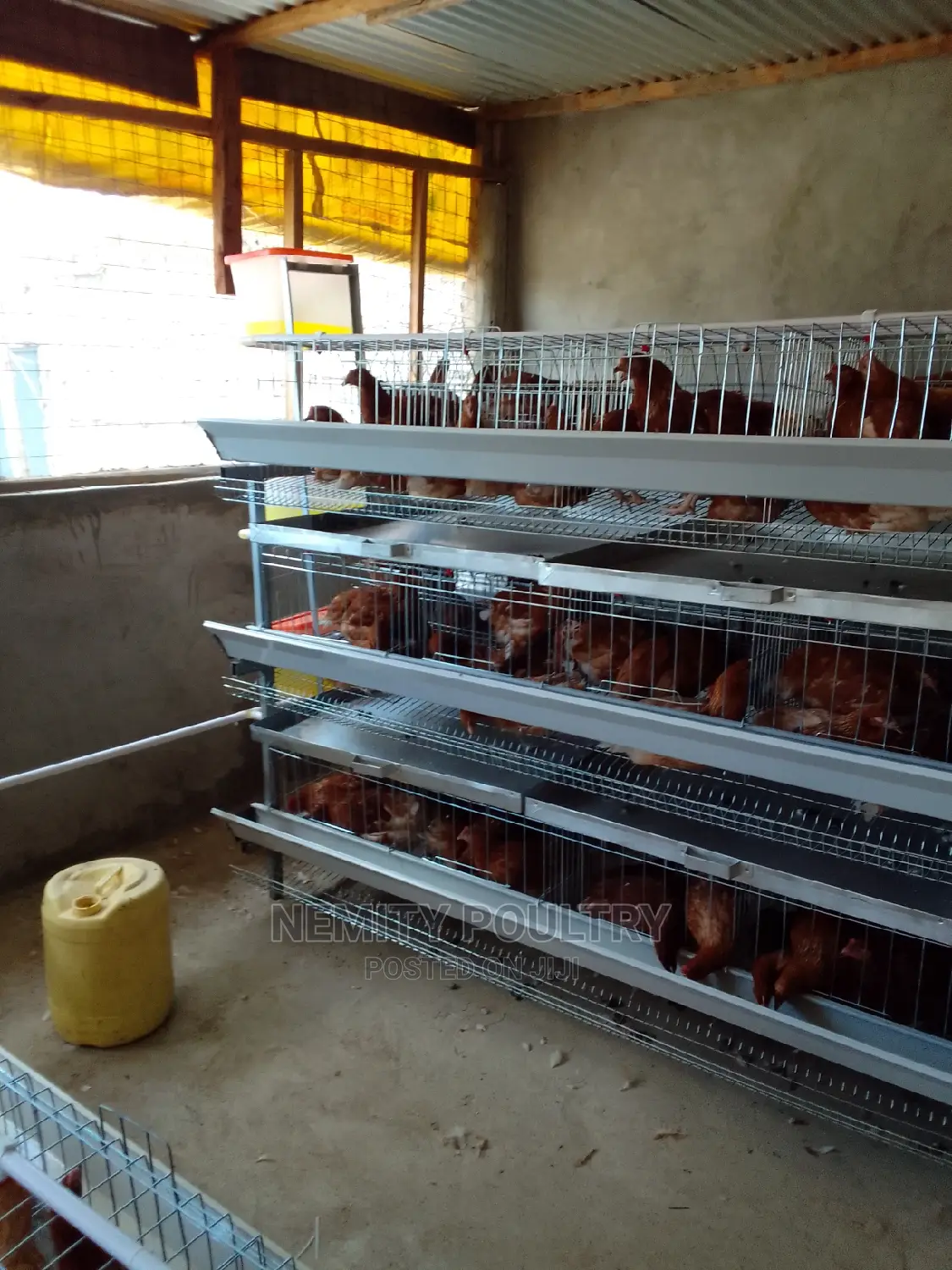 Chicken Cage