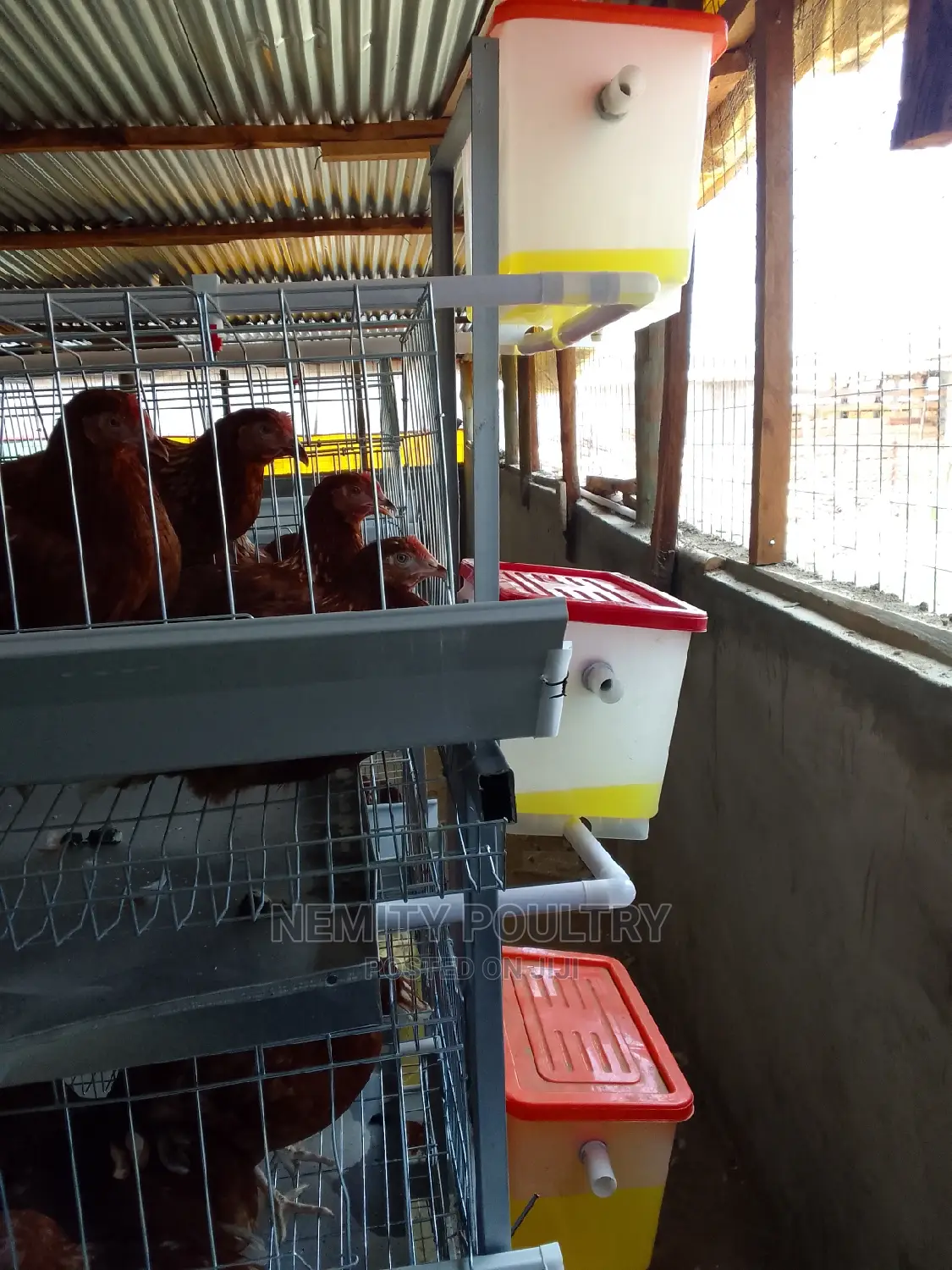 Chicken Cage