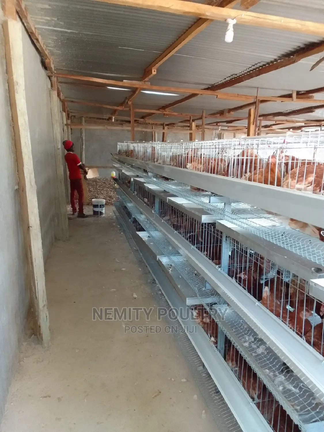 Chicken Cage