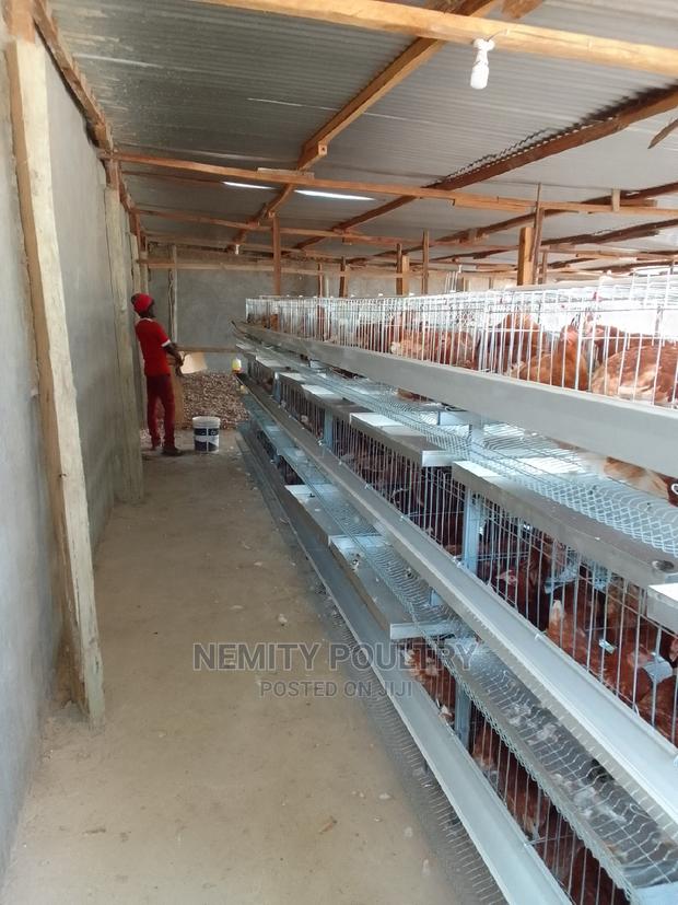 Chicken Cage - thumbnail 9