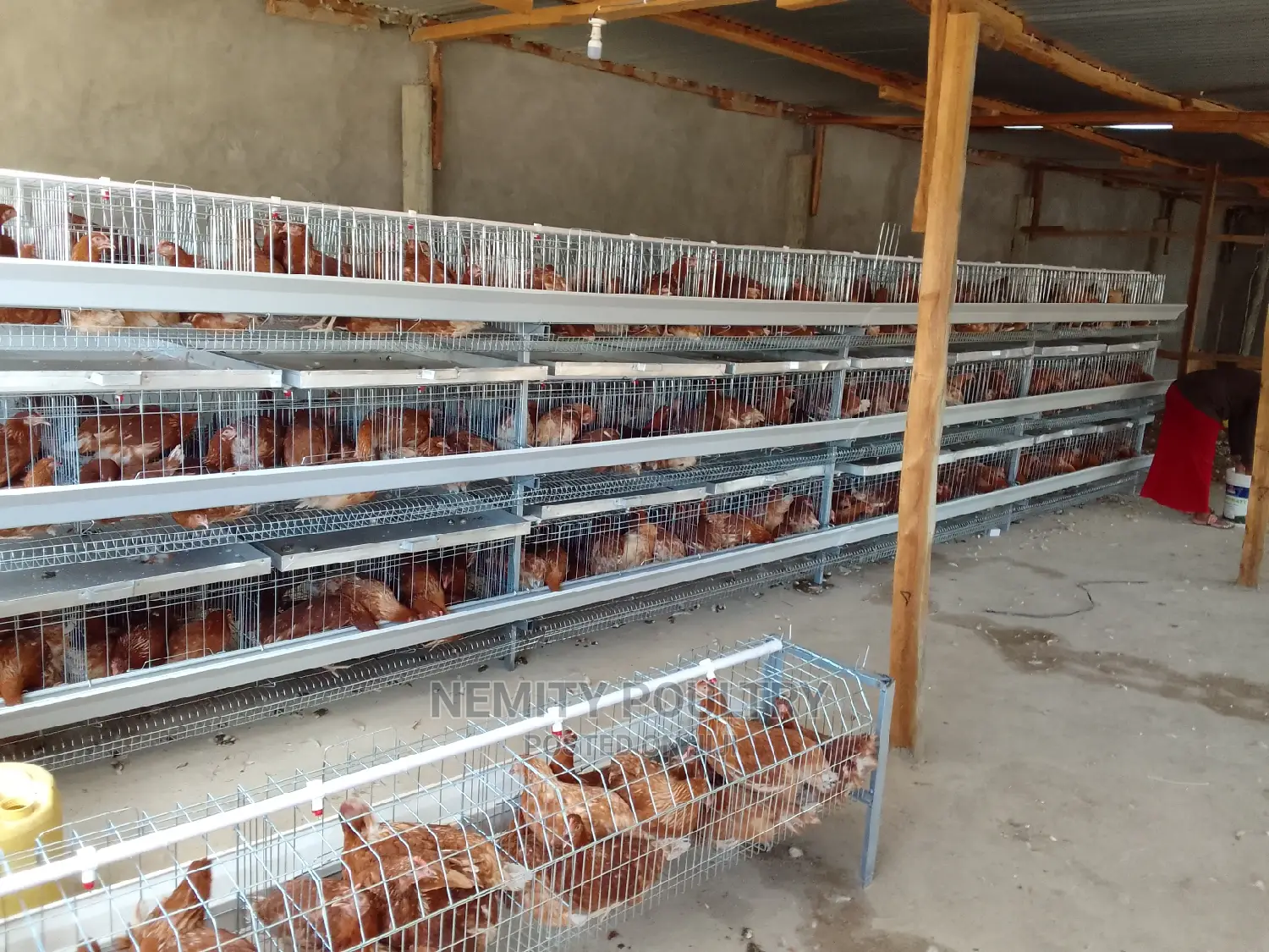 Chicken Cage
