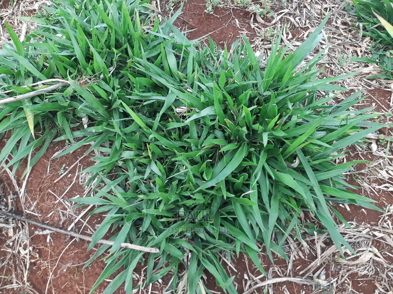 Brachiaria Seedlings (Mulato Ii) - Bracharia