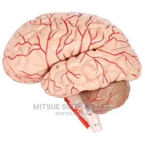 Human Brain Model