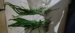 Villasneria Bunches, Aquarium Live Plants