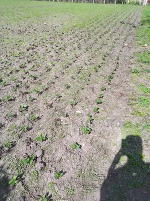 1/4 Acre Plots for Sale in Sensei Kitengela