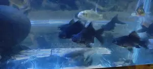Blackmore's Male and Female