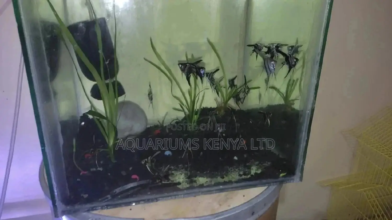 Aquarium Angel Fish Zebra Like