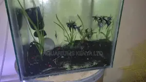 Aquarium Angel Fish Zebra Like