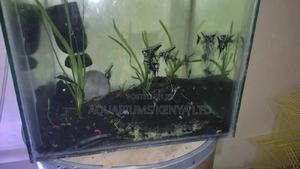 Zebra Angels , Healthy Aquarium Fish - thumbnail 2