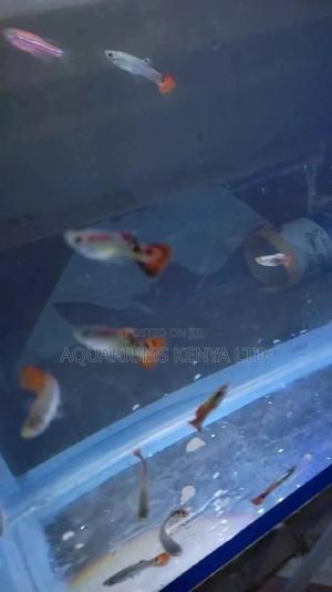 Fancy, Beautiful,Awsome to Watch Guppies. - thumbnail 2