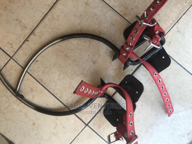 Pole Climbers - thumbnail 3