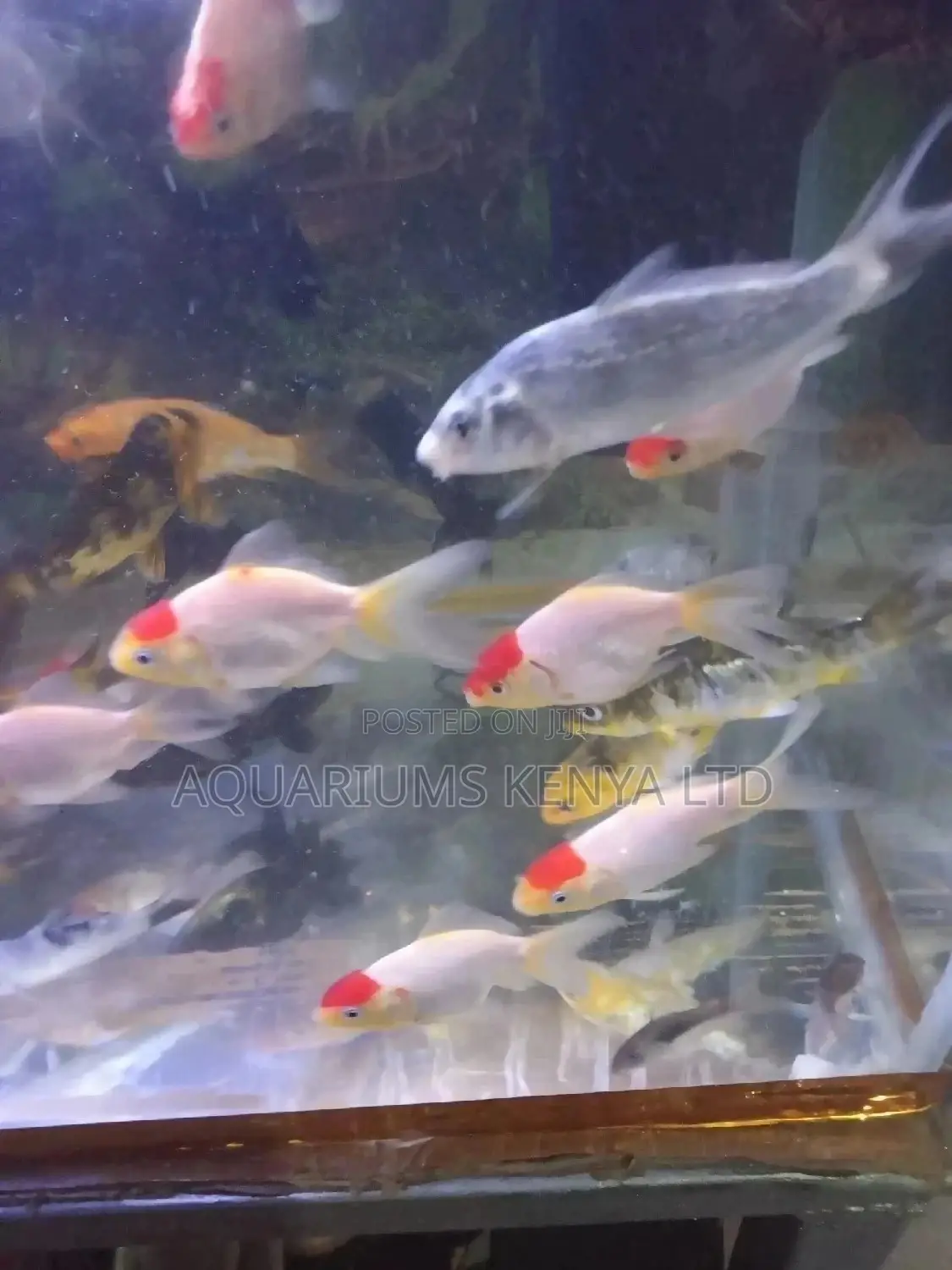 Awesome Redcap Aquarium Fish