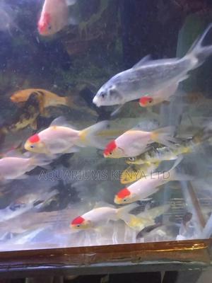 Awesome Redcap Aquarium Fish - thumbnail 2