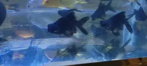 Feng Shui ,Black Fish, Blackmore, Aquarium Fish